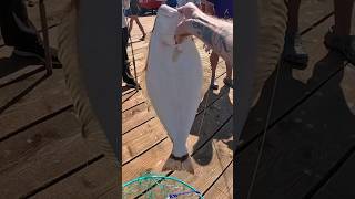 New Capitola Wharf Halibut halibut fishing halibut pierfishing [upl. by Eelirak846]