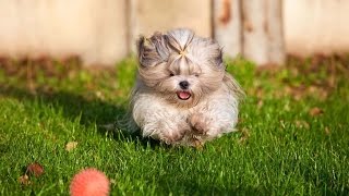 Shihtzu Dog Trying to Get a Toy [upl. by Jordan]