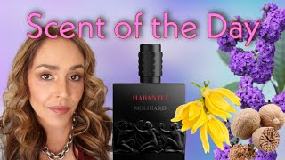 Scent of the Day Habanita by Molinard a floral powder bomb [upl. by Attenauq]