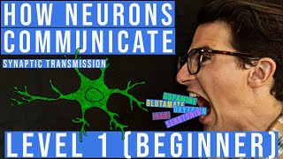 Synaptic Transmission and The Synapse Level 1 Beginner [upl. by Girardo842]