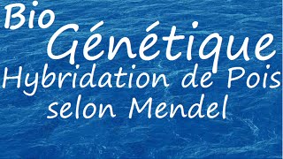 Génétique Hybridation de Mendel [upl. by Paradies760]