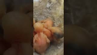 Delicate Beginnings The Adorable Zitting Cisticola Bird Babies shortsvideo ytshorts [upl. by Nauht]