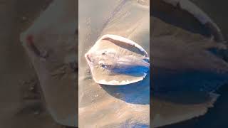 Sting Ray at Pishukan  Part 1 [upl. by Jair]