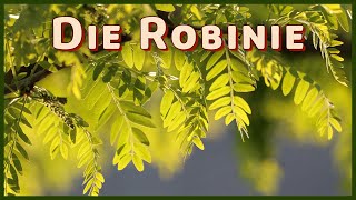 Die Robinie  Baum der Zukunft Rettung für den Wald Robinia pseudoacacia [upl. by Gerianna]