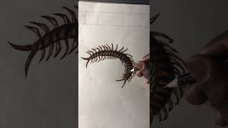 Escolopendra  ciempiés dibujos a lápiz ✏️Dir Chacho01 [upl. by Viehmann]