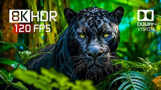 Best of Dolby Vision for 2024  8K HDR Video ULTRA HD 120FPS [upl. by Trici]