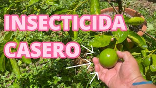 INSECTICIDA casero para eliminar PLAGA del LIMONERO de manera fácil y ECONOMICO limonero [upl. by Eerahs]