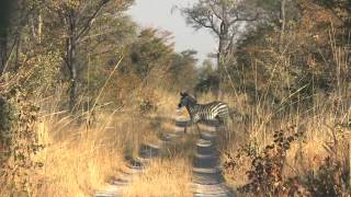 Zebra Taken with the 250 gr LEVER RAPTOR by Cutting Edge Bullets [upl. by Glynas]