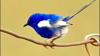 Whitewinged Fairywren seen along the Devon Park Boundary Road [upl. by Lebama825]