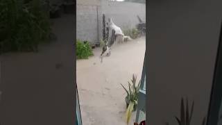 dog cute puppy doglover pets tamil song tamilsong music love funny funnyvideo animals [upl. by Bernarr]