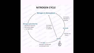 nitrogen cycle  what is nitrogen cycle  class 8  Padhaicom shorts YouTubeshorts [upl. by Iglesias]