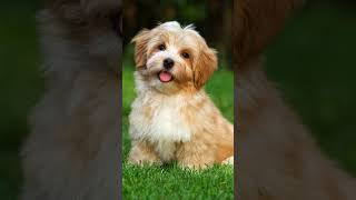 Havanese Unveiled Charismatic Cuban Companions dogfacts Dogs Havanese [upl. by Brazee629]