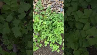 Maidenhair fern Adiantum sp growing by itself without any special care [upl. by Ettenaej932]