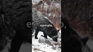 Círculo polar ártico 🧐🏔️ artico parati foryou datoscuriosos viralvideo shorts nieve [upl. by Amhser]