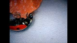 ladybird beetle ladybug nibble on a watermelon  Marienkäfer knabbert an Wassermelone [upl. by Scheider556]