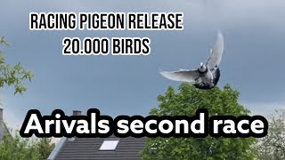 Racing Pigeon release 20000 birds  Arrivals second race  Racing pigeons [upl. by Eanod745]