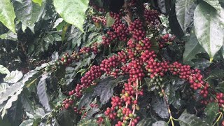 Varietal de café Catigua Mg2 en Isnos HuilaColombia [upl. by Iderf]