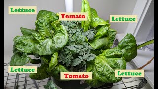 Grow Tomato and Lettuce together in Aerogarden Harvest [upl. by Sina410]