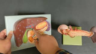 Digestive System Hepatic Portal System and Celiac Trunk [upl. by Ailyn538]