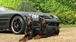 Doberman Pinscher  The Best Guard Dog [upl. by Atiseret]