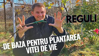 8 reguli de baza pentru plantarea VITEI DE VIE [upl. by Purity]