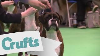 Best of Breed  Boxer Dog  Crufts 2011 sponsored by dfs [upl. by Babbie]