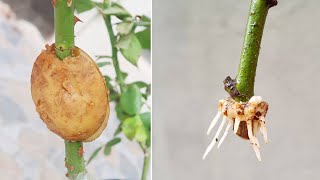 How to propagate roses with potatoes for fast rooting  Growing roses in potatoes [upl. by Alexina903]