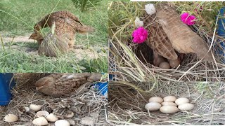 from crossing to hatching full informative video teetar breeding season [upl. by Glenna]