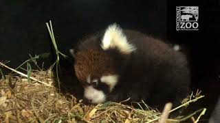 Two Red Panda Cubs  Cincinnati Zoo [upl. by Shir639]