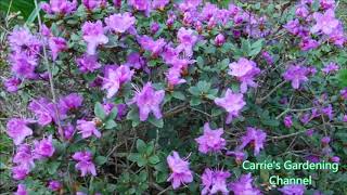 Little Gem Rhododendron what to feed a rhododendron [upl. by Acnairb]