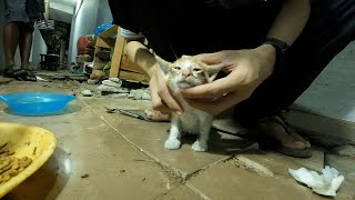 Cleaning homeless kittens eyes [upl. by Aenneea445]