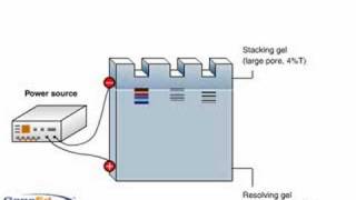 SDSPAGE polyacrylamide gel electrophoresis [upl. by Reisfield]