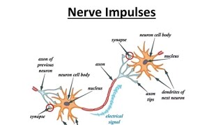 Synapse Propagation Of Impulse biology biologyclass12 [upl. by Conan]