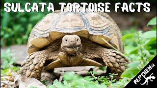 Facts About Sulcata Tortoises Youve Got to Hear [upl. by Weisbrodt]