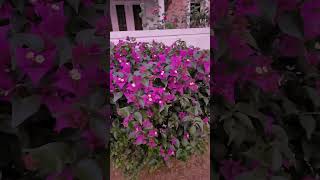 Bougainville flowers in full bloom  Nicely Trimmed plant nature garden shorts [upl. by Ellehcim]