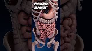 Peristaltic movementthe segments of food and gut in the intestine intestinal intestinalhealth [upl. by Kered]