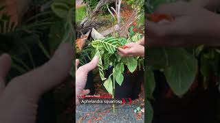 We found free discarded tropical Aphelandra squarrosa Zebra Plants in a trash can [upl. by Vorster]