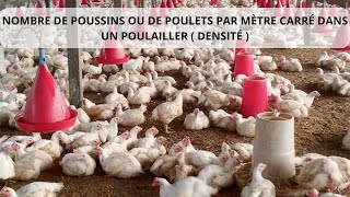 🐔 Aviculture  Combien de poussins ou de poulets par mètre carré faut il dans un poulailler [upl. by Mccowyn643]