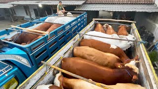 TIBA SAATNYA  4 SAPI JUMBO amp 9 SAPI BAKALAN PAMIT DARI SETIA FARM [upl. by Peterman]