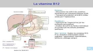 Anémie mégaloblastique biochimie [upl. by Rape]