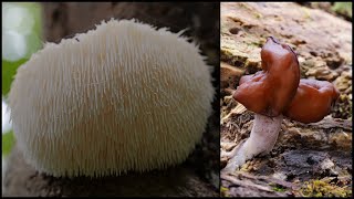 ヤマブシタケ初採取＆実食 Hericium erinaceus 20241003 [upl. by Atiuqrehs]