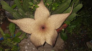 STAPELIA GIGANTEA EN FLORACIÓN 🌸 [upl. by Artenek]