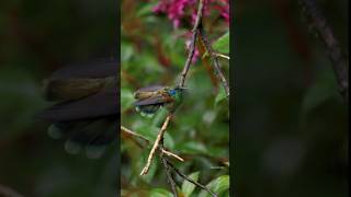 Lesser Violetear bathing in the rain 🇨🇷 costarica hummingbird birds birdwatching nature [upl. by Aisor]