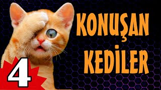 Konuşan Kediler 4  Komik Kedi Videoları [upl. by Elleined883]