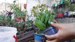 Como plantar kalanchoe ou planta da fortuna [upl. by Burnaby]