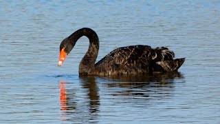 Zwarte Zwaan Black Swan [upl. by Ttenneb]