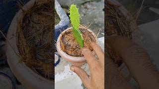 Opuntia ficas repotingbonsai nature ytshorts garden oraganic plants forest gardening [upl. by Ronnholm460]