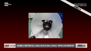 Parla il direttore della clinica che ha in cura il pitbull bruciato vivo  Ore 14 del 11012024 [upl. by Phene448]