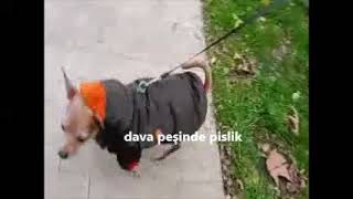 burada gördüğünüz her şey kuruludurçıkmadan 10 dk beklediğim köpek kapak [upl. by Lennahc]