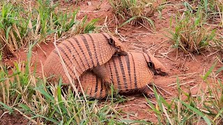 SIXBANDED ARMADILLO breeding season EUPHACTUS SEXCINTUS TATUPEBA Yellowhanded Armadillo PEBA [upl. by Anertac]